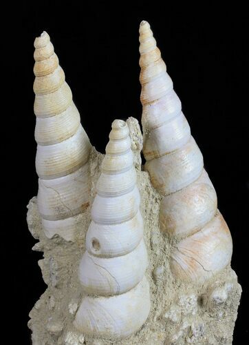 Fossil Gastropod (Haustator) Cluster - Damery, France #56384